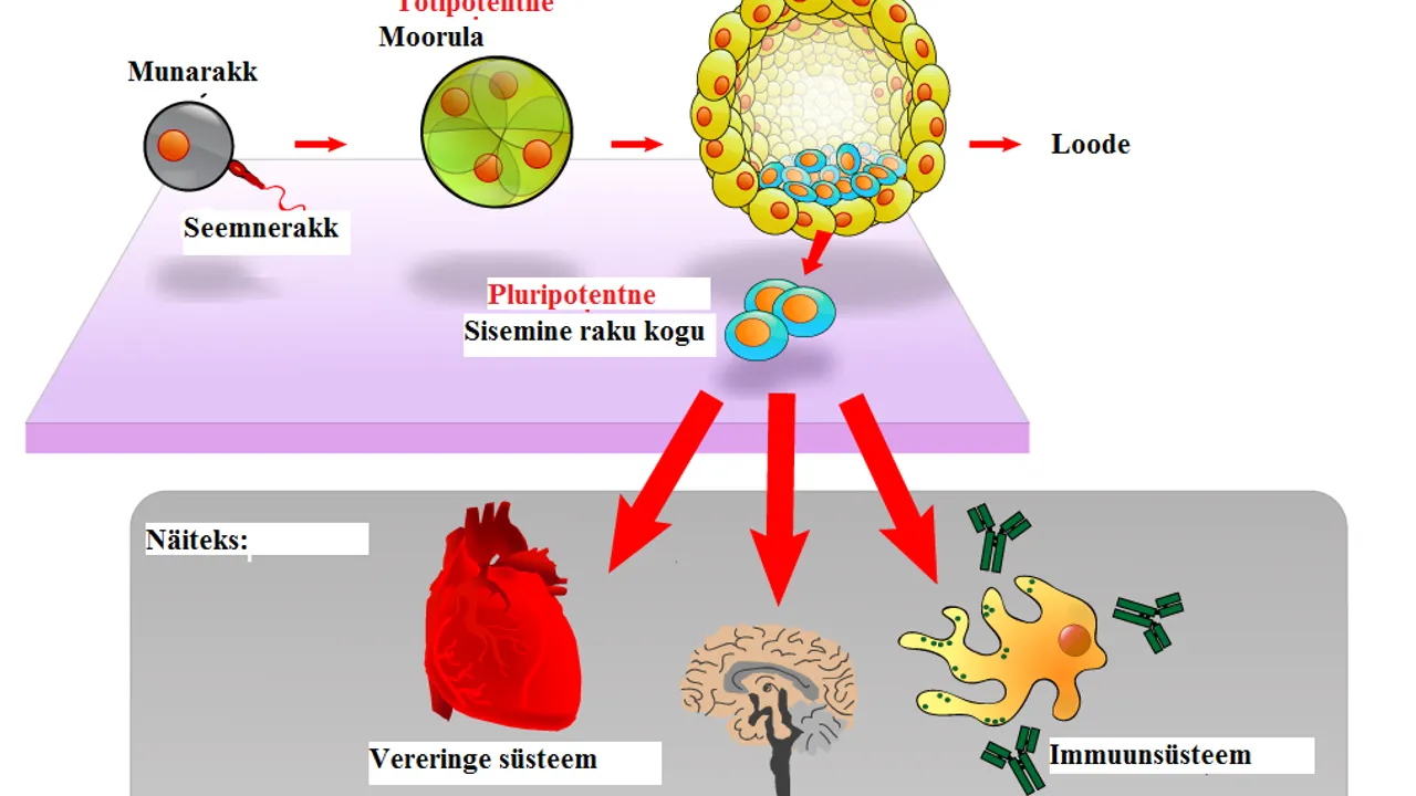 File:Stem cells diagram EST.png