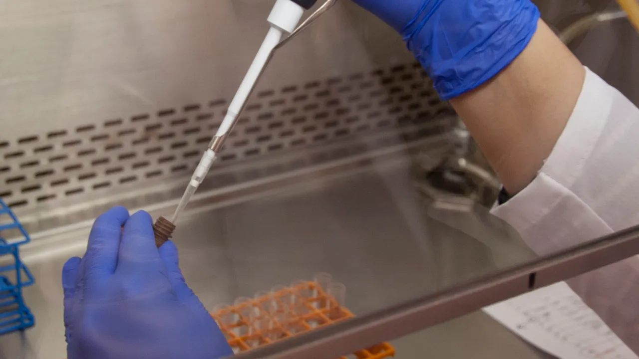Heba Degheidy, M.D., Ph.D., a visiting research associate at FDA, works with stem cell samples in an FDA laboratory on the National Institutes of Health campus